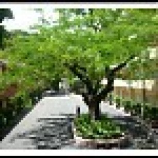 KHUÔN VIÊN TRƯỜNG HCMUS
