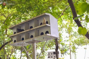 Tổ chim quen thuộc của TLU