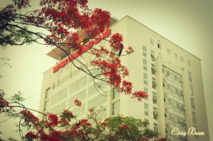 Tòa nhà A1 những ngày hè