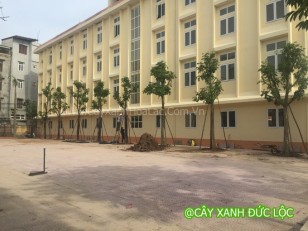 Một góc sân trường